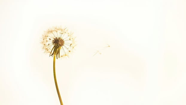 A dandelion is blowing in the wind photo