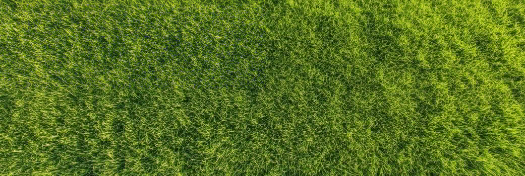 Lush green grass field top view depicting natural texture and vibrant growth photo