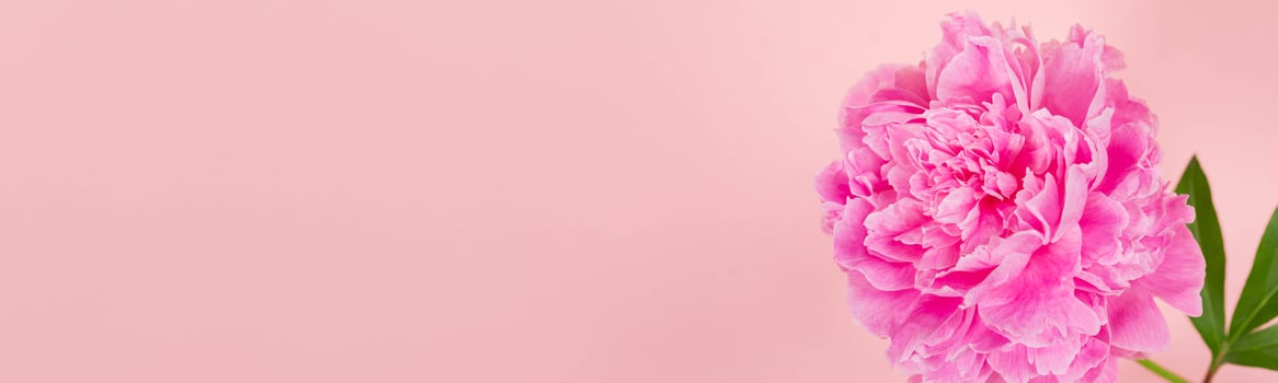 Horizontal pink background with blooming peony in corner, perfect for floral themed branding. photo