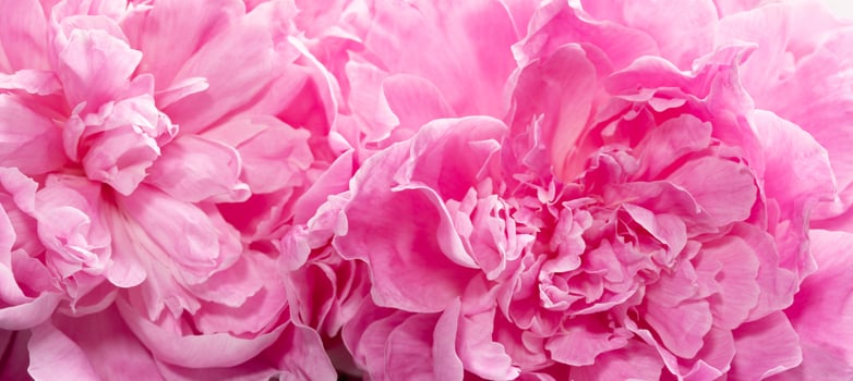 Close up of blooming peony petals in rich pink tonesImage may be use for spa ads, Soft light. photo