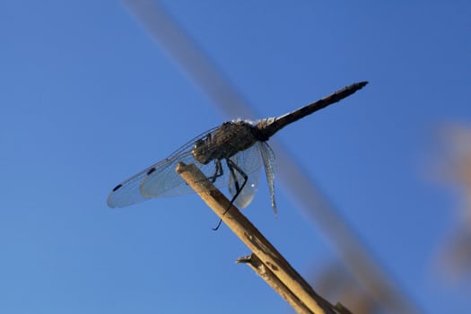 Dragonfy on a reed seen up close photo