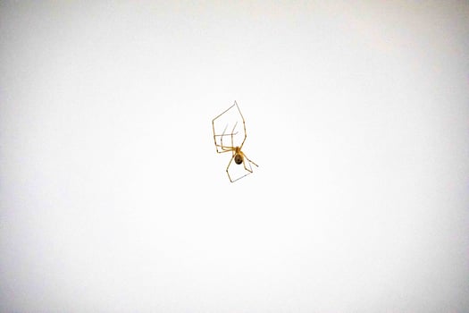 Pholcus phalangioides 1775, commonly known as the house-knight is a species of spider belonging to the family Pholcidae, common in homes and in dark and humid spaces. photo