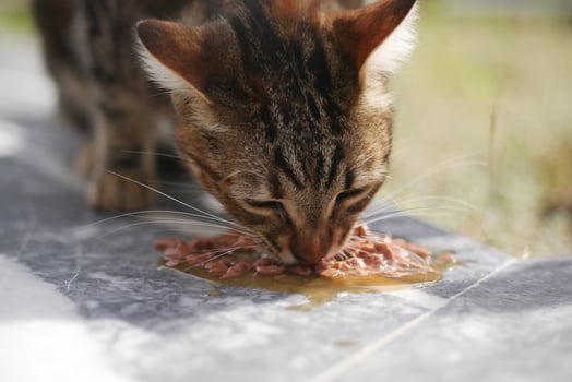 Cat enjoying meal on outdoor stone surface during daylight hours photo