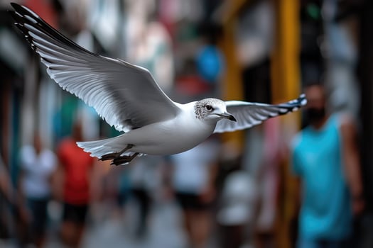 Seagull flying over blurred street with open wings photo