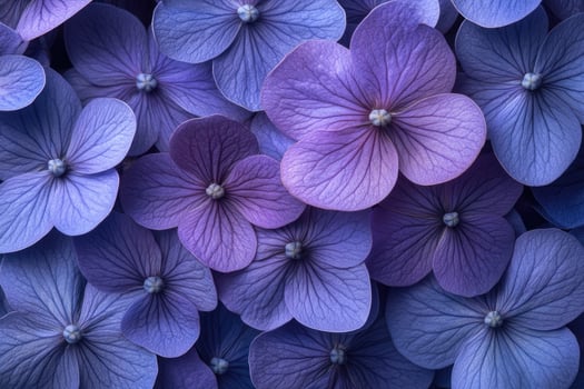 Beautiful purple hydrangea flowers creating floral background photo