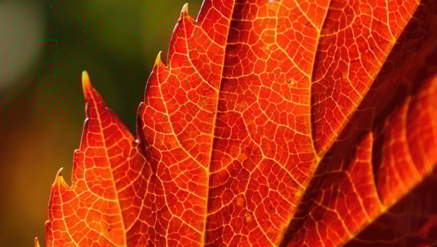 Colorful autumn leaves displaying intricate patterns under sunlight photo