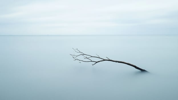 Tree branch is floating in the water photo