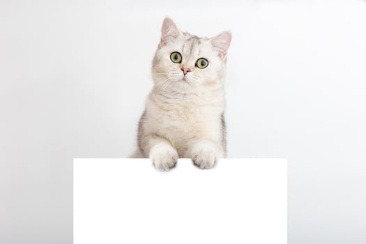 A funny white and silver British cat stands on a horizontal postcard with a place for your text, on a white background. photo