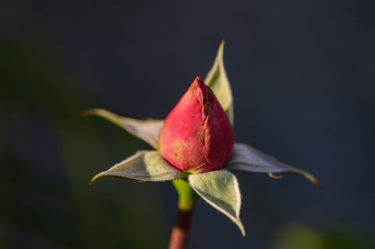Fresh rosebud against a clear blue sky, captured in natural light, symbolizing growth, beauty, and new beginnings. photo