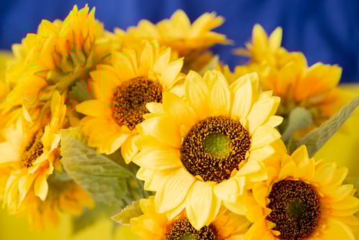 Sunflowers close-up are a symbol of the country. on the background of the flag of Ukraine photo
