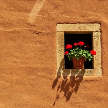 Sunlit Window with Scarlet Blooms photo