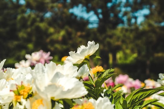 Bright white peonies bloom in a lush garden during a sunny afternoon in spring photo