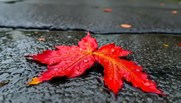 a red leaf laying on top of a wet ground photo