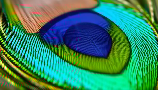 a close up of a peacock's tail feathers photo