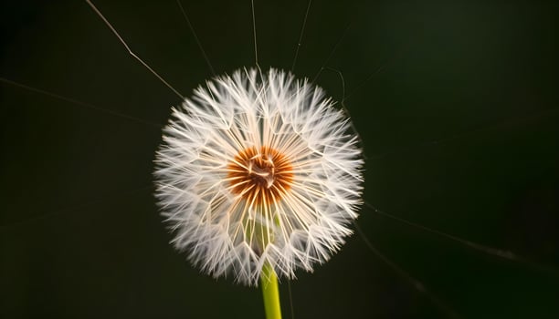 a close up of a dandelion with a dark background photo