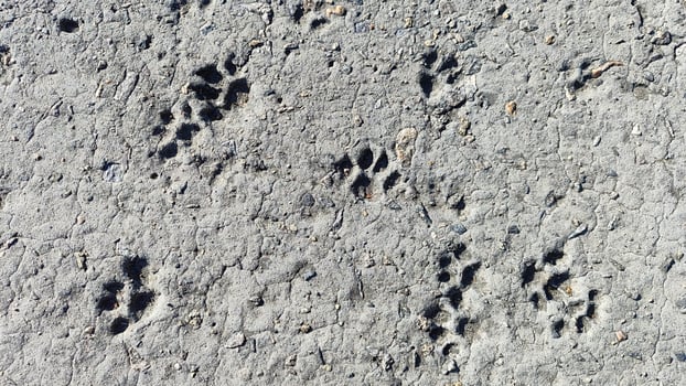 gray concrete background with cat paw prints, a textured surface showing animal tracks in a rough, urban environment design photo