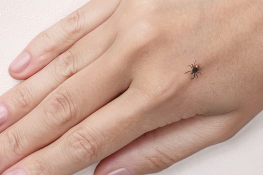Dangerous tick on a woman hand, close up photo