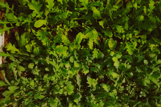 Fresh green arugula growing in the ground. Top view. Horizontal background photo