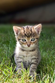 A small kitten sitting in the grass photo