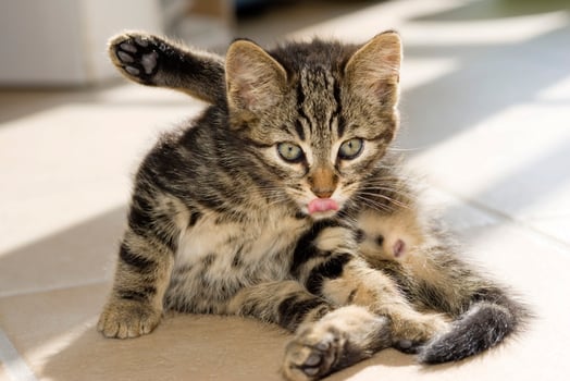 young domestic cat cleaning photo