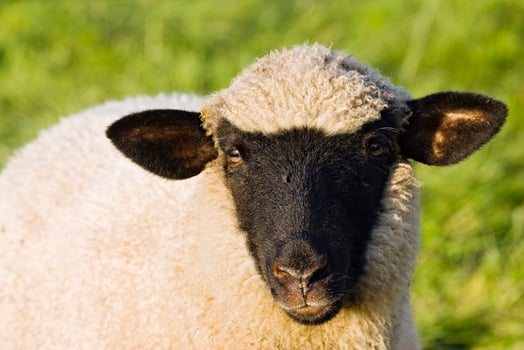 sheep, Upper Bavaria, Germany photo