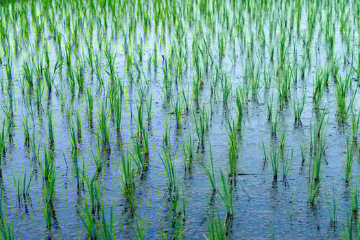 Young rice plants growing in a flooded paddy field, aligned in neat rows. The fresh green leaves reflect on the water, symbolizing growth, agriculture, and sustainability. photo