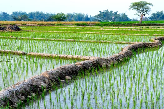 Scenic view of young rice plants growing in flooded paddy fields with curved embankments, illustrating traditional Asian farming methods and natural agricultural landscapes. photo