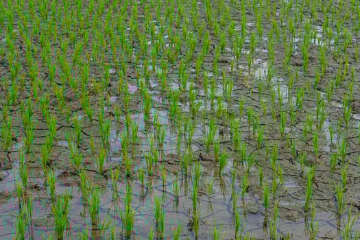 a Young rice plants growing in a flooded paddy field, symbolizing early stages of agriculture, sustainability, and food security. Fresh green shoots reflect traditional farming methods. photo