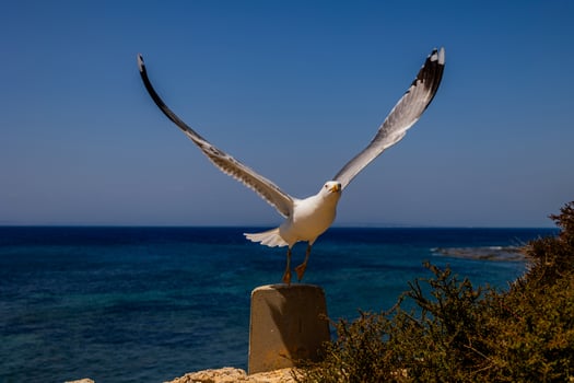 A seagull perches on a concrete post with its wings outstretched against a backdrop of blue ocean and sky photo