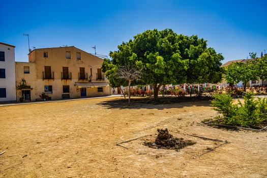 A sunlit square features a large, leafy tree providing shade near the center, surrounded by arid ground and a few small plants photo