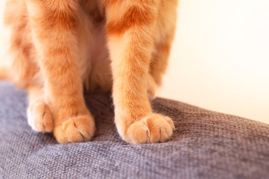 close up photo of ginger cat paw sitting on sofa. pet care concept