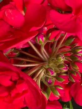 Bright red flower background photo
