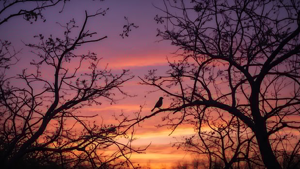 Bird Silhouette on Branch at Sunset photo