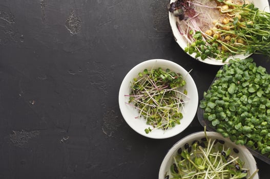 Assortment of micro greens at black background, copy space, top view. Kale, alfalfa, sunflower and other sprouts in bowls. Healthy lifestyle, stay young and modern restaurant cuisine concept photo