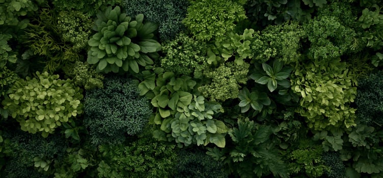 Lush green foliage wall, various leafy plants densely packed photo