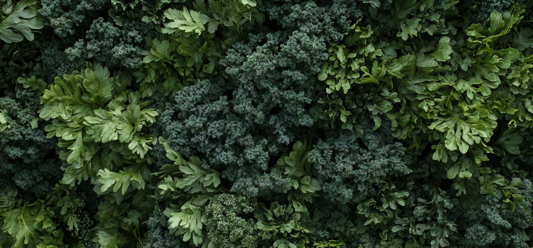 Fresh greens mix, various leafy vegetables closely packed photo