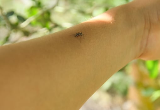 A mosquito biting human skin, a mosquito that bites humans to suck blood photo