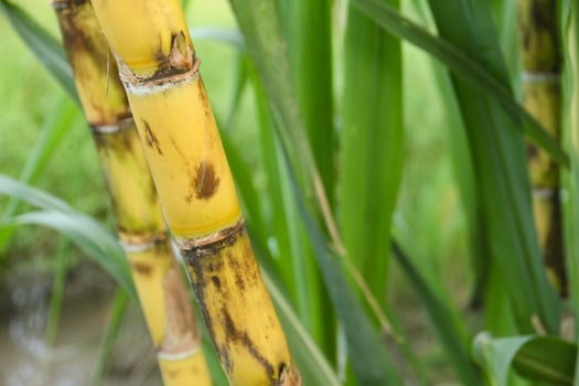 A close up of some bamboo stalks photo