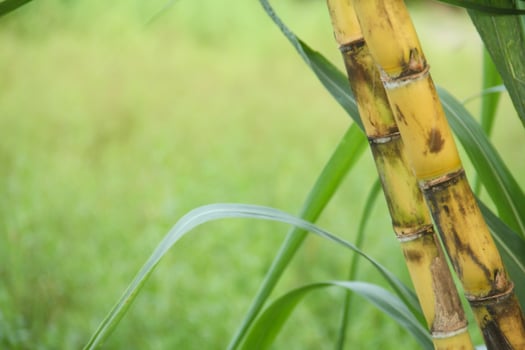 A close up of a sugar cane with leaves photo