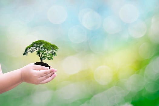 Environmental ecology concept of trees in human hands photo