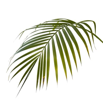 Dancing Leaves, Green Ravelana Palms Floating in Air photo