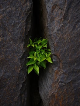Green leaves emerging from a crack in dark rocks during daylight photo