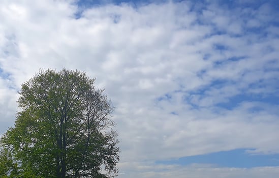 tree. A picturesque view of treetops stretching towards the blue spring sky. Conveys spring lightness and natural harmony photo