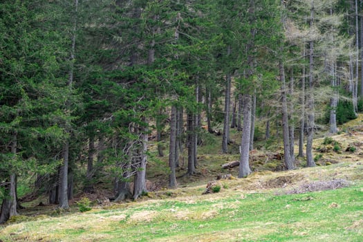 View of a coniferous forest along a forest path in the Austrian Alps photo