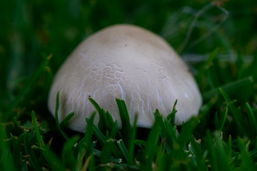 Close-up of a mushroom growing on lush green grass. Natural outdoor scene, perfect for nature, forest, or seasonal themes, evoking a sense of tranquility. photo