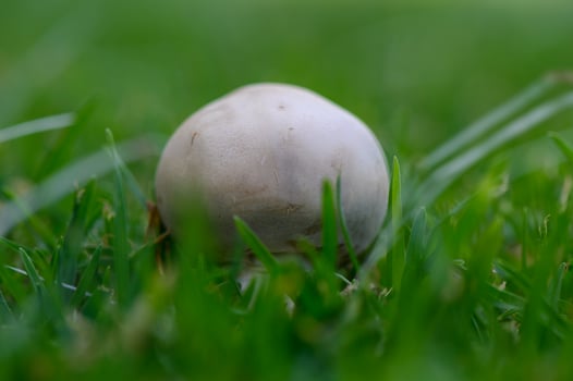 Mushroom on Green Grass Background photo