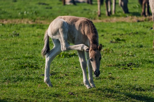 A foal standing in a field with other horses photo