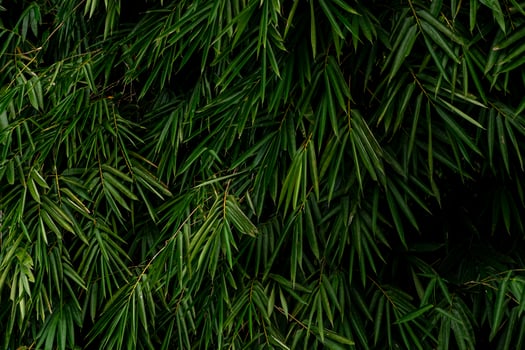 Close-Up of Lush Green Bamboo Leaves in Vibrant Natural Settings photo