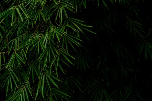 Dark and moody green bamboo leaves captured in natural light, creating a dramatic tropical jungle vibe. Perfect for nature backgrounds, eco themes, or tranquil designs. photo