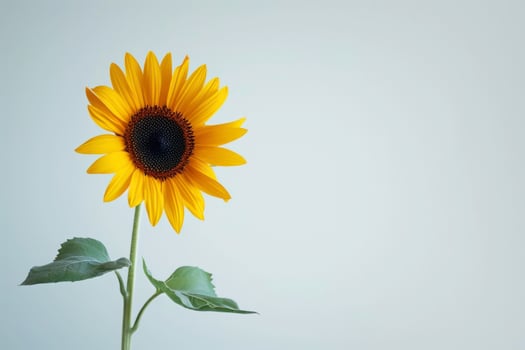 Bright sunflower design symbolizing positivity in a simple and elegant composition photo